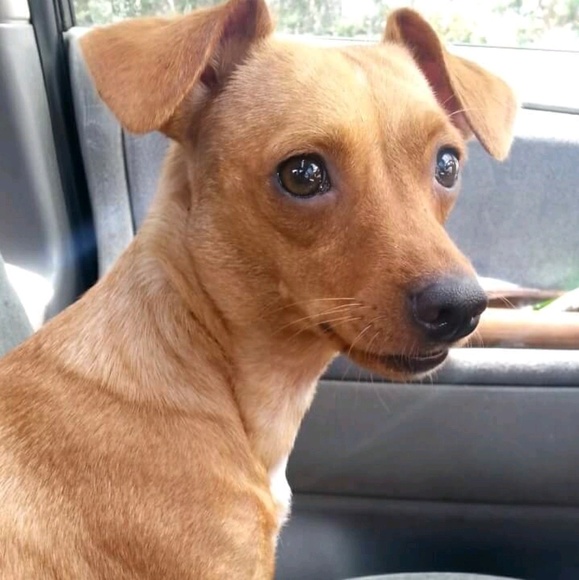 Meet your Posher, Lakota - Picture 1 of 1